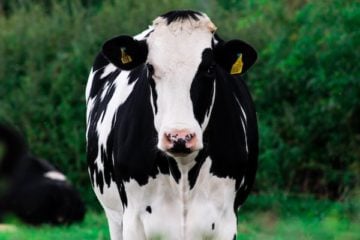 Black and white cow in a fied.