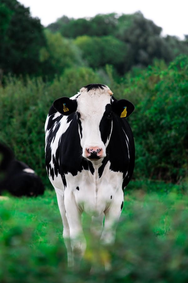 Black and white cow in a fied.