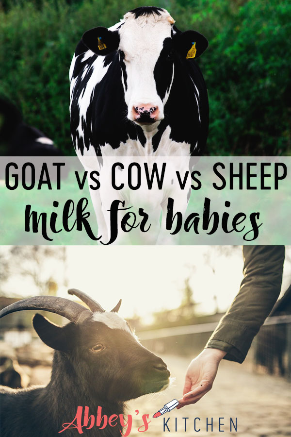 pinterest image of White and black cow in a field and hand feeding goat with text overlay