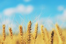 A field of wheat.