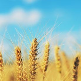 A field of wheat.