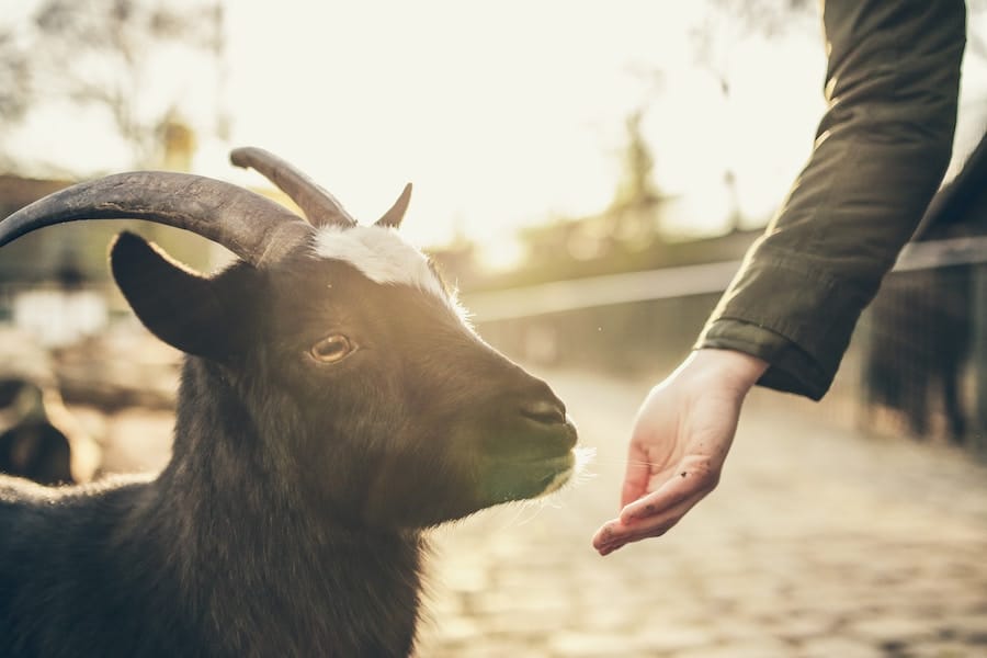 Hand feeding goat.