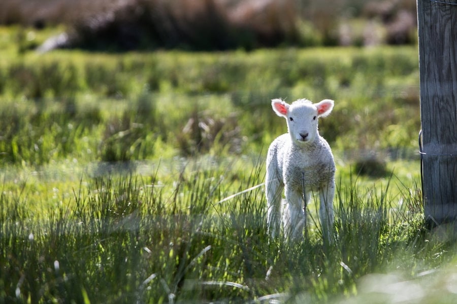 Baby sheep in a field.