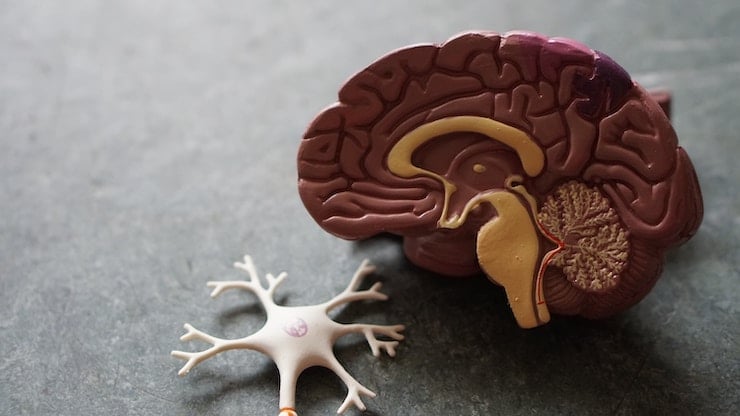 The inside of a plastic model of a brain.