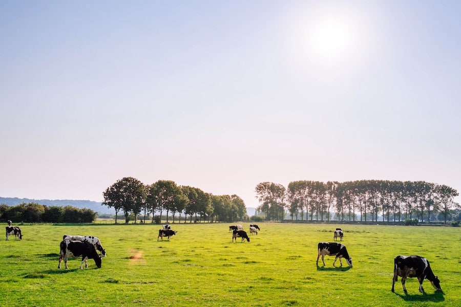 Cows grazing in a field.