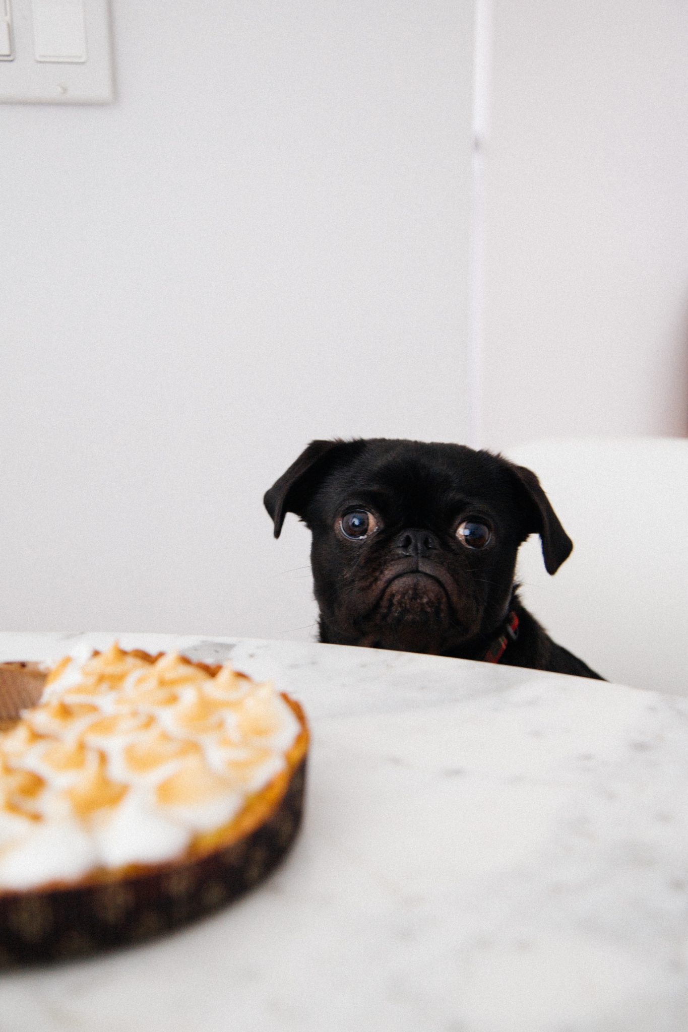 black pug gazing at dessert on a table