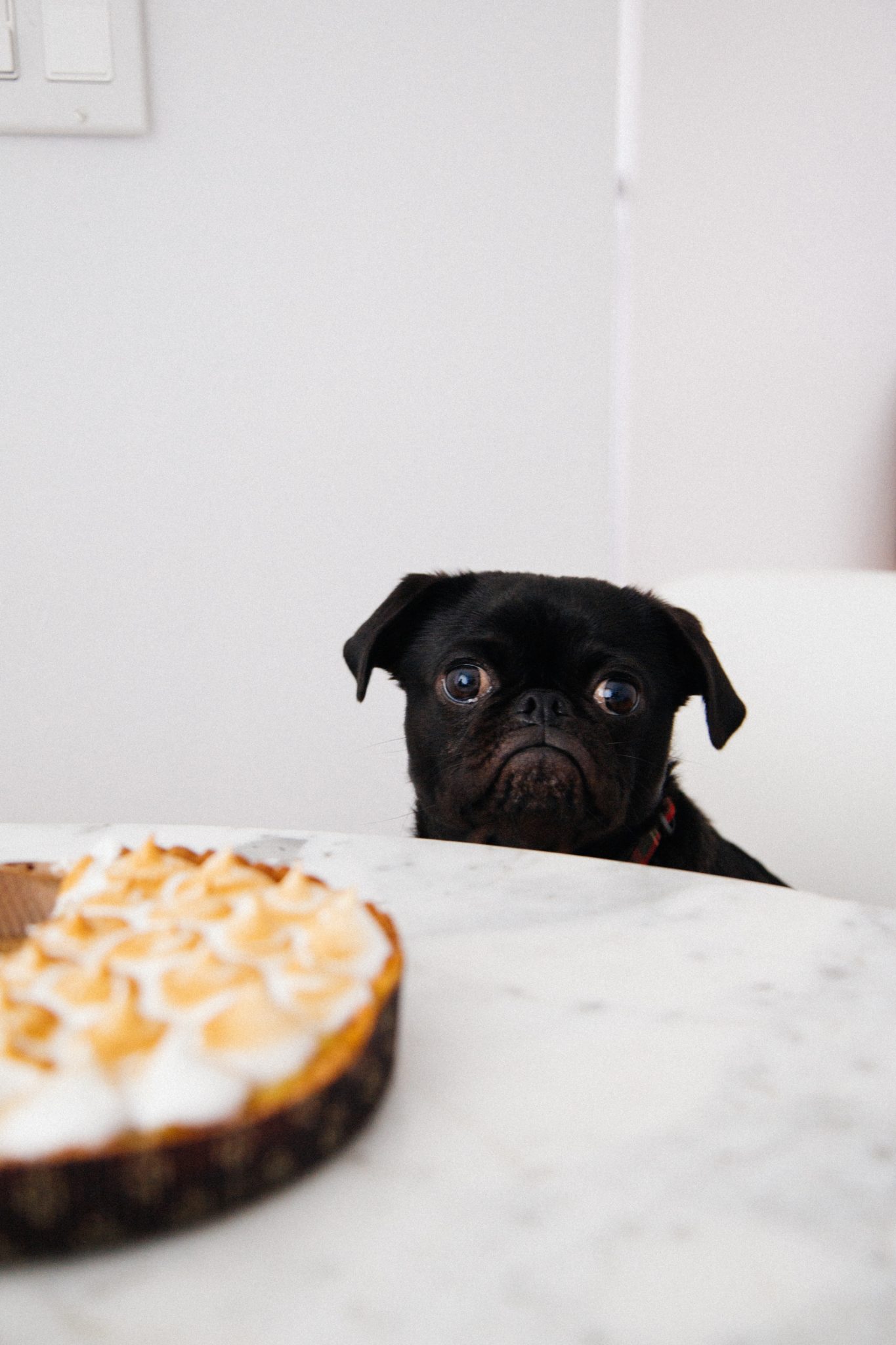 black pug gazing at dessert on a table 