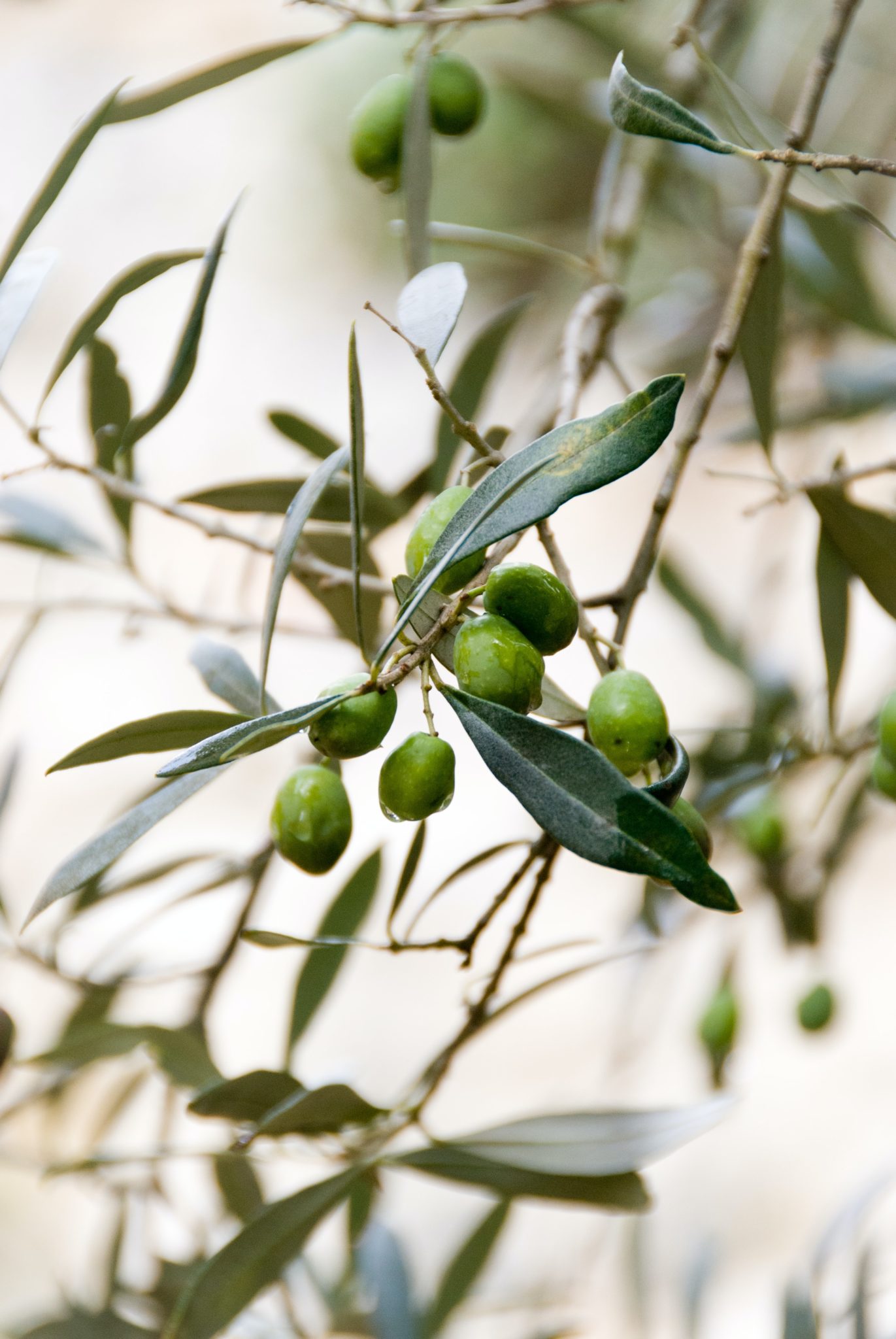 close up image of olives on an olive tree