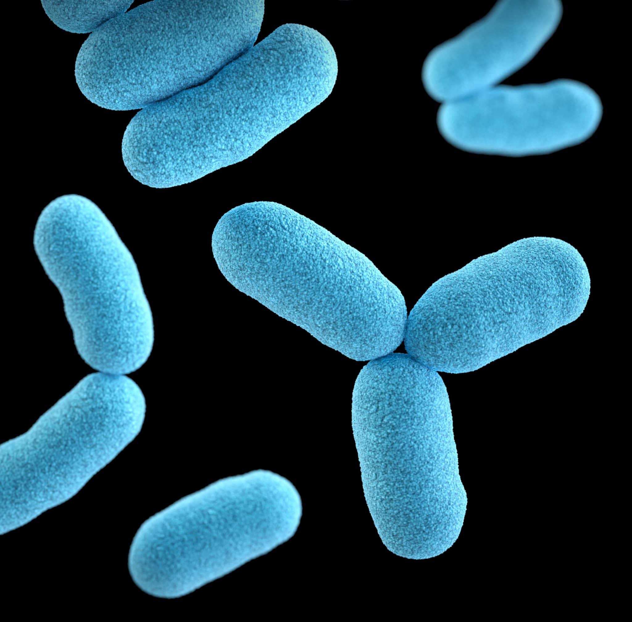 Close up of blue gut bacteria against a black background.