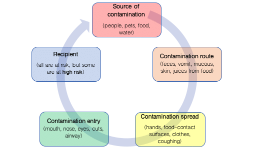 illustration of the chain of infection