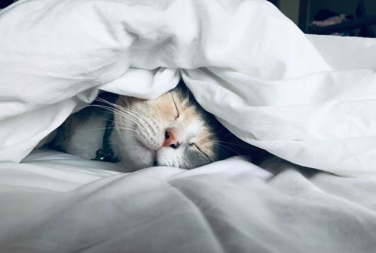 cat sleeping under white bed sheets