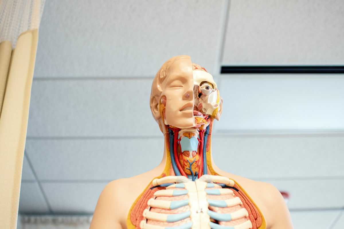 A medical dummy showing the location of the thyroid gland.