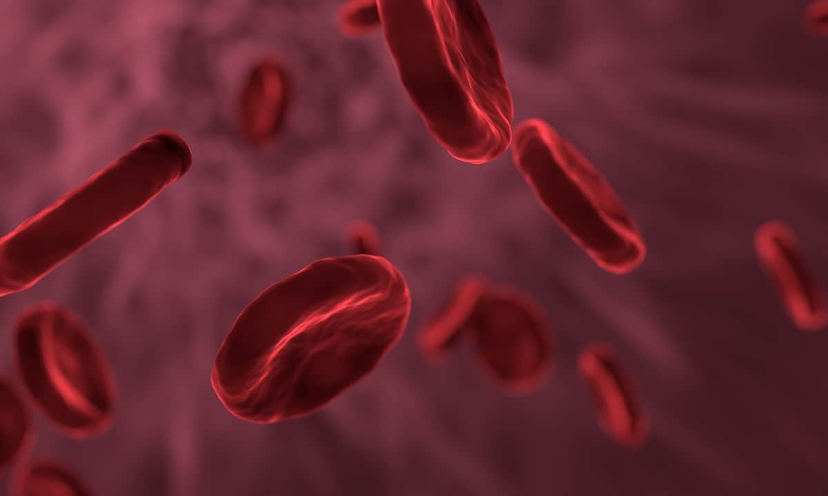 Image of red blood cells. 