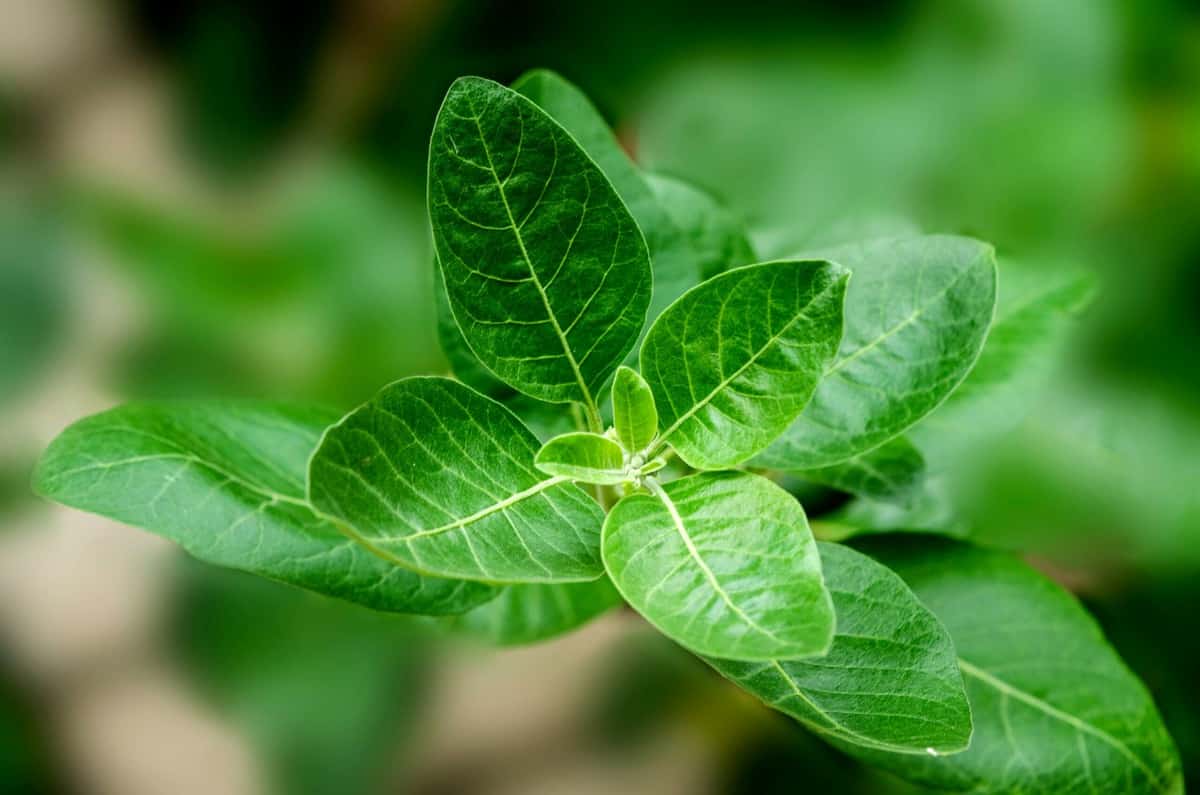 Close up of an ashwagandha herb. 