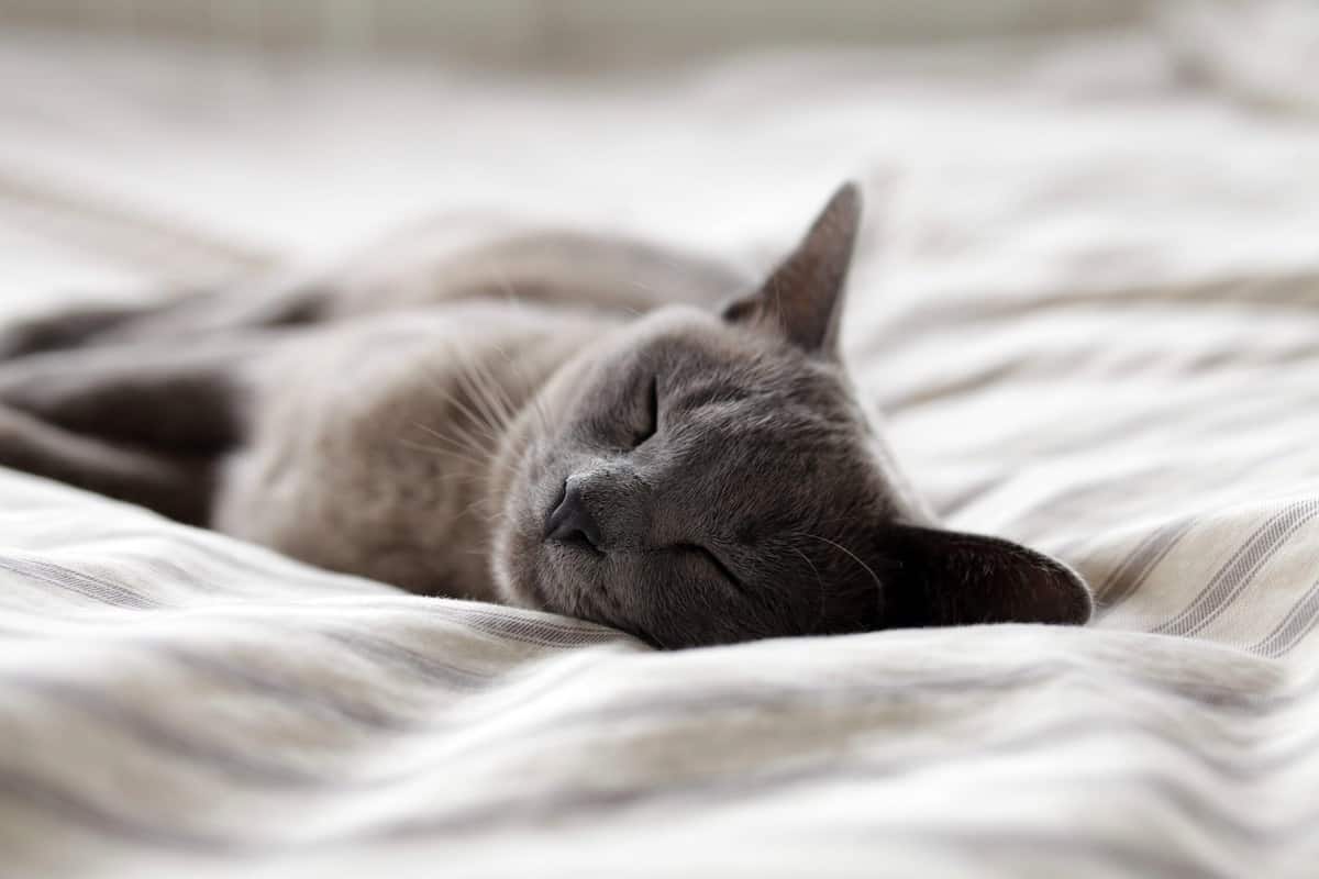 A grey cat sleeping on a bed.