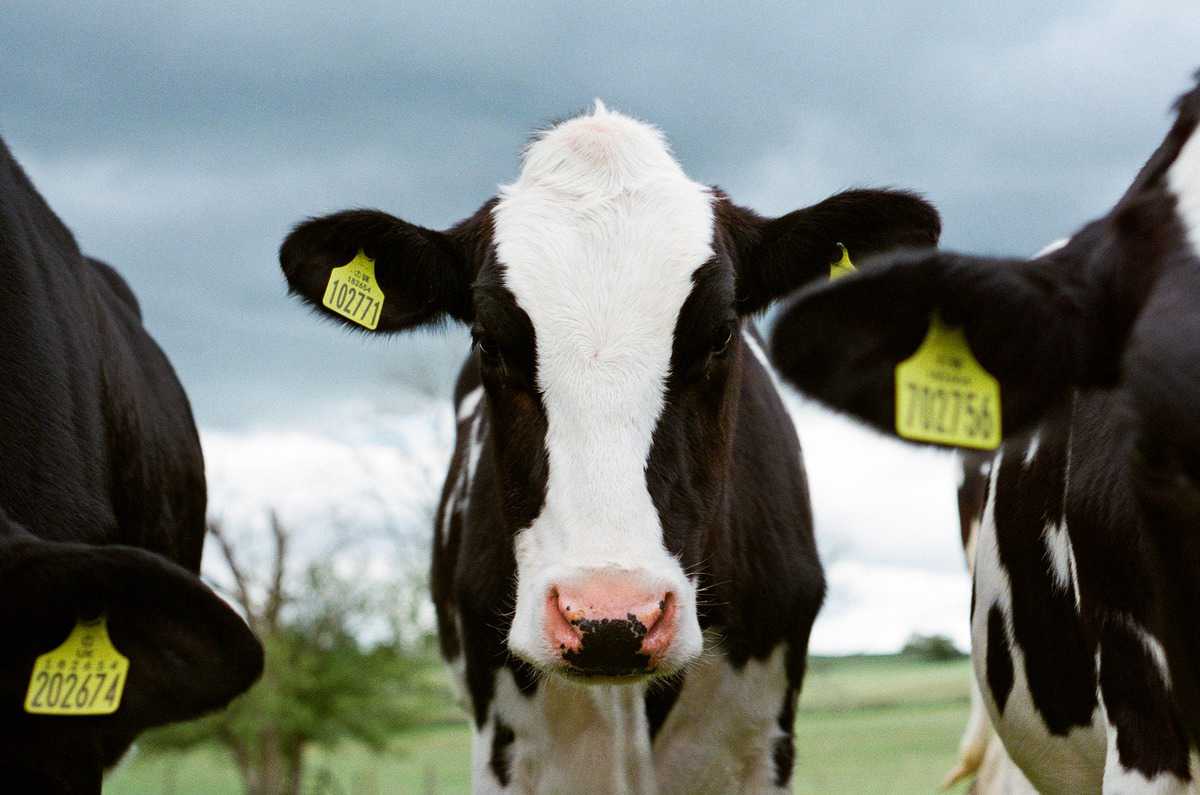 Cow looking into camera with one cow on either side.