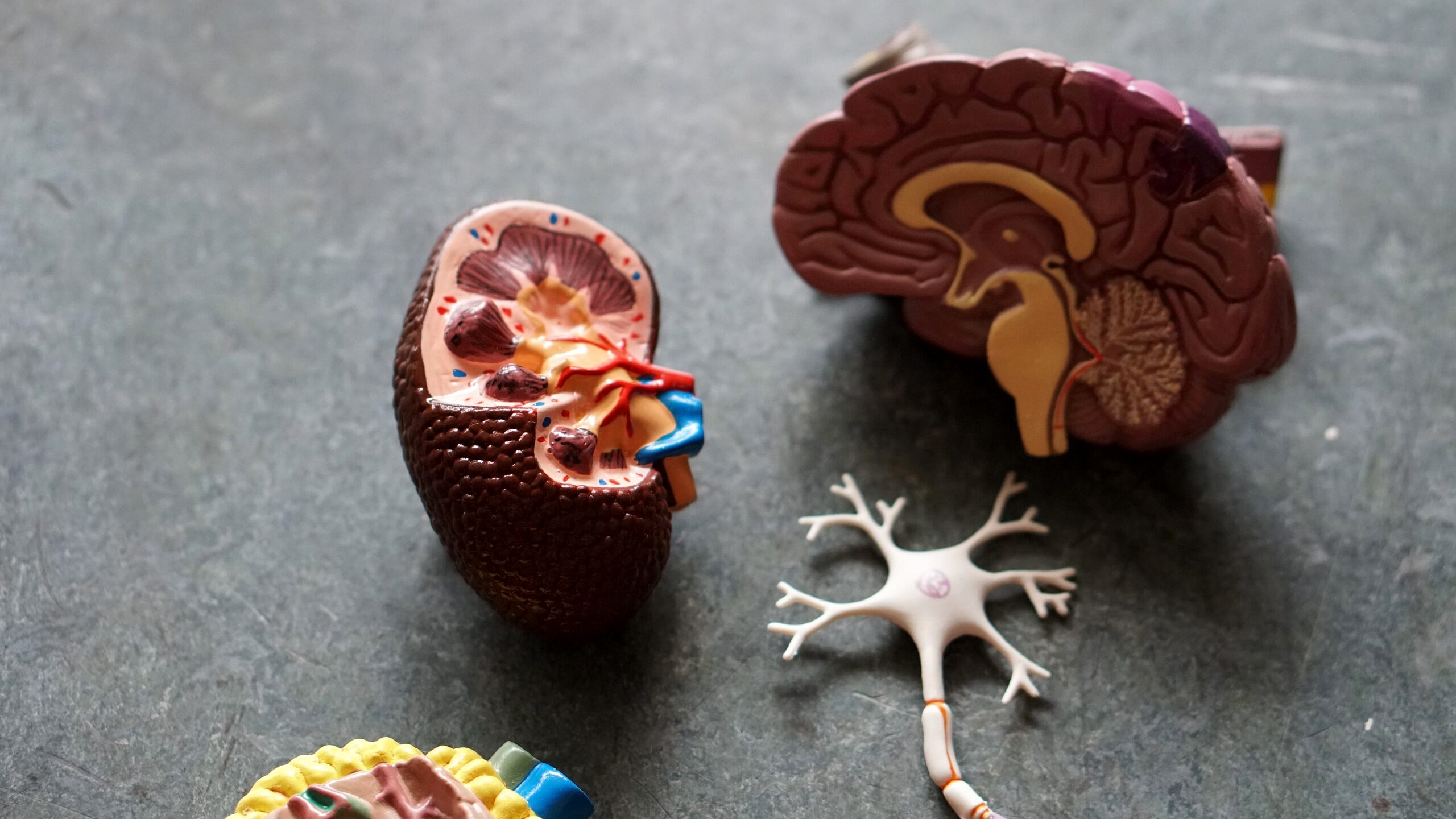 Model of a brain discussing the vagus nerve and natural remedies for bloating.