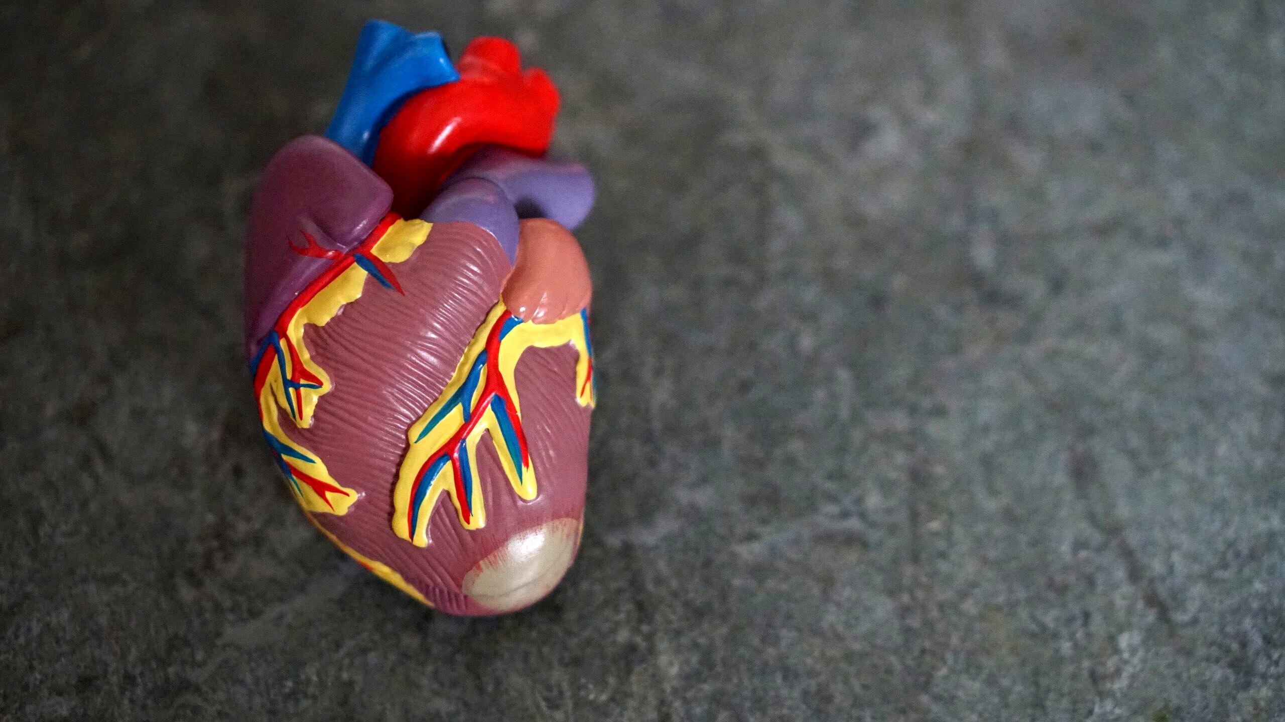 Model of a human heart.