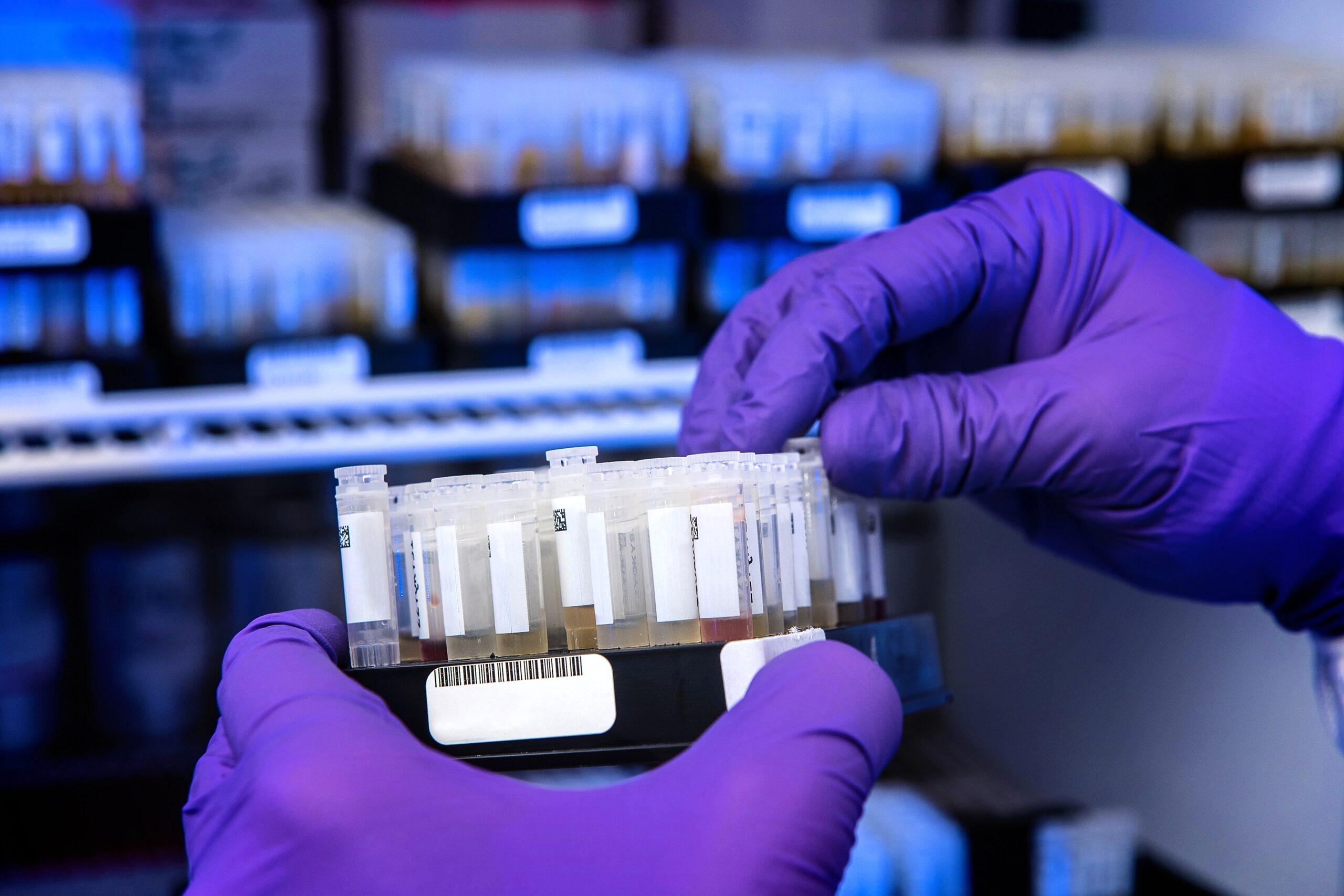 Hands with purple gloves handling small test tubes.