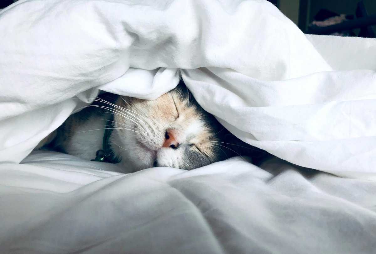 Cat sleeping under blankets on a bed.