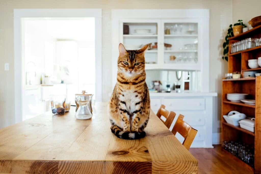 An angry striped cat sitting on a table. 