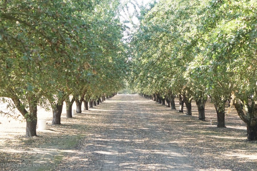 almond_california_drought_1_of_10_1.jpg