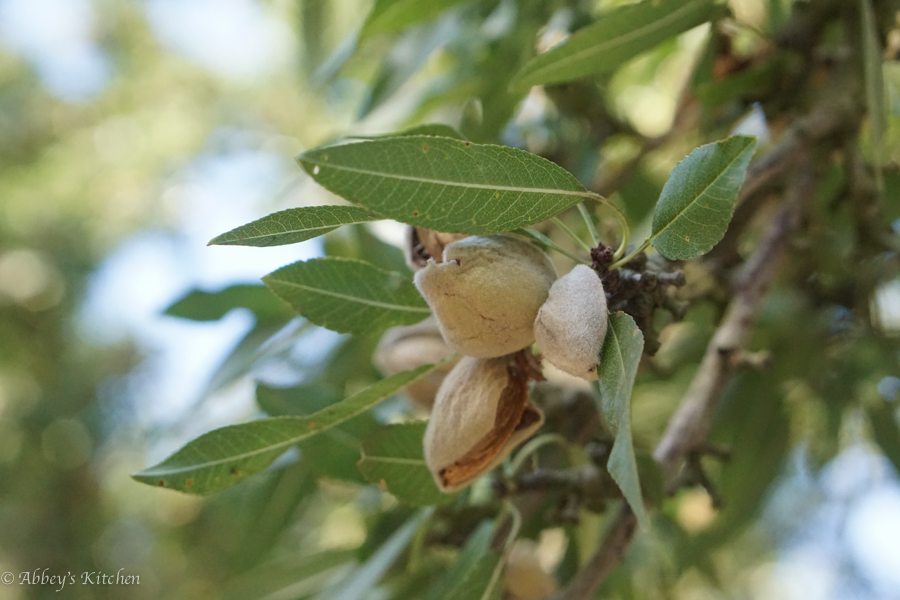 almond_california_drought_2_of_10_1.jpg