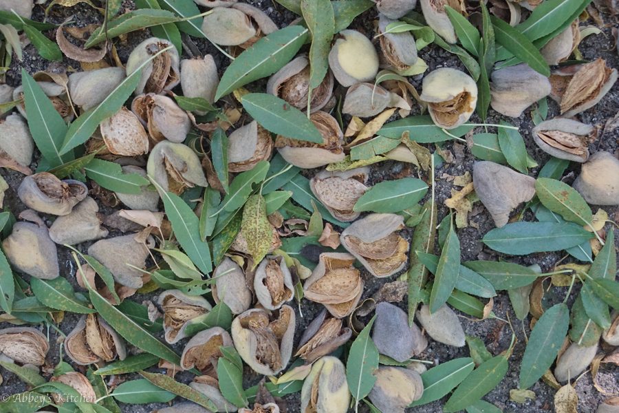 almond_california_drought_6_of_10_1.jpg