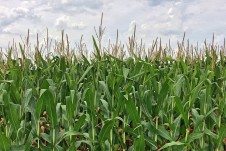 A close up of a field of corn.