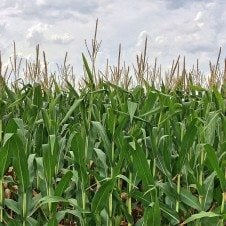 A close up of a field of corn.